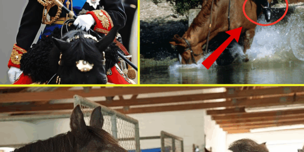 “NOT JUST A MINOR FALL…” – What Really Happened to Princess Anne During the Mysterious Horse Incident?