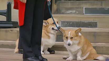 Queen Elizabeth II: U.K. monarch's corgi dogs were in the room at the time  of her death | Marca