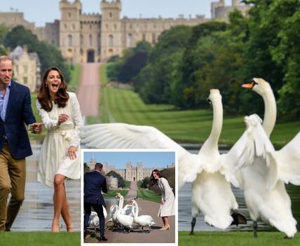 Windsor Castle has seen battles, coronations, and centuries of history. But one of its funniest tales may be this: William, on a walk with Kate, dramatically stretched out his hand to “command” the swans like a royal general. 🦢 For a moment, it seemed regal. Then chaos: the swans charged at him! William ran, Kate nearly fell laughing, and the fairytale scene turned into a comedy fit for the ages