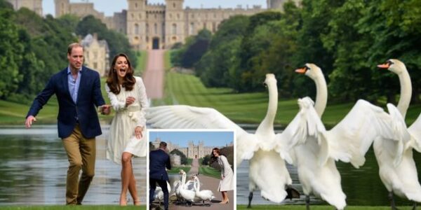 Windsor Castle has seen battles, coronations, and centuries of history. But one of its funniest tales may be this: William, on a walk with Kate, dramatically stretched out his hand to “command” the swans like a royal general. 🦢 For a moment, it seemed regal. Then chaos: the swans charged at him! William ran, Kate nearly fell laughing, and the fairytale scene turned into a comedy fit for the ages Windsor Castle has seen battles, coronations, and centuries of history. But one of its funniest tales may be this: William, on a walk with Kate, dramatically stretched out his hand to “command” the swans like a royal general. 🦢 For a moment, it seemed regal. Then chaos: the swans charged at him! William ran, Kate nearly fell laughing, and the fairytale scene turned into a comedy fit for the ages