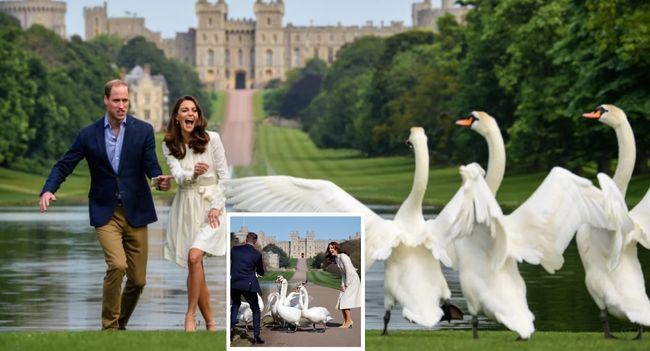 Windsor Castle has seen battles, coronations, and centuries of history. But one of its funniest tales may be this: William, on a walk with Kate, dramatically stretched out his hand to “command” the swans like a royal general. 🦢 For a moment, it seemed regal. Then chaos: the swans charged at him! William ran, Kate nearly fell laughing, and the fairytale scene turned into a comedy fit for the ages