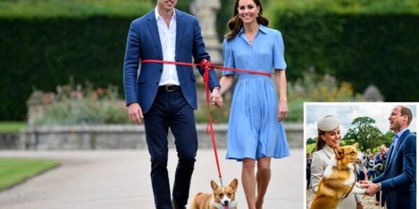 Corgi Cupid strikes again! During a quiet countryside walk, one playful royal corgi decided to steal the spotlight… and the hearts of everyone watching. Locals say the mischievous pup wrapped its leash around Prince William and Princess Kate, leaving them no choice but to be pulled closer—until their hands met. William, with his trademark humor, laughed: “Even the dogs follow us.” Kate, smiling warmly, replied: “The smartest advisers in the palace.”  It was a moment of pure magic—unscripted, unpolished, and unforgettable. The crowd couldn’t help but cheer, and within hours, whispers of “Corgi Cupid” were making their way across social media Corgi Cupid strikes again! During a quiet countryside walk, one playful royal corgi decided to steal the spotlight… and the hearts of everyone watching. Locals say the mischievous pup wrapped its leash around Prince William and Princess Kate, leaving them no choice but to be pulled closer—until their hands met. William, with his trademark humor, laughed: “Even the dogs follow us.” Kate, smiling warmly, replied: “The smartest advisers in the palace.”  It was a moment of pure magic—unscripted, unpolished, and unforgettable. The crowd couldn’t help but cheer, and within hours, whispers of “Corgi Cupid” were making their way across social media