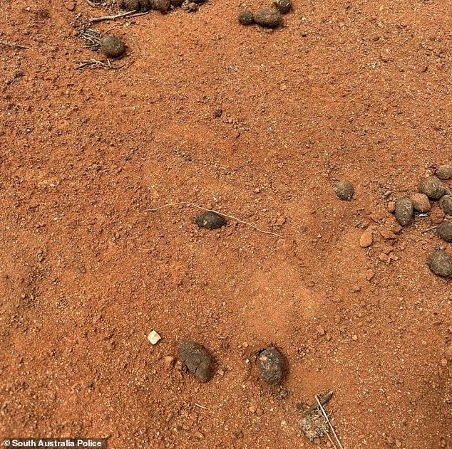 A picture of a footprint that police believe may have been left by Gus