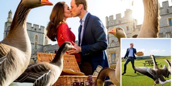 Dateline Windsor: The Great Picnic Chase! Who needs action movies when the royal family is out having a picnic? During a countryside picnic at Windsor, Prince William and Duchess Kate found themselves in the middle of what looked like a full-blown romantic comedy chase scene. Just as the couple settled in with their basket of muffins, a flock of mischievous geese stormed the field—wings flapping, feathers flying, chaos everywhere! Prince William? He bolted across the grass with the basket like it was the crown jewels, trying to save the baked goods. Meanwhile, Kate stole the show—completely calm, completely collected. She laughed, wrangled one of the geese like a pro, and even managed to lean in and kiss William right in the middle of the madness. Witnesses couldn’t stop laughing, calling it a “scene out of a rom-com,” while others crowned Kate the one true Goose Whisperer. It was silly, sweet, and perfectly them. Because if there’s one thing we’ve learned about William and Kate, it’s that no matter what—whether it’s canoe races, go-karts, or geese on the loose—they always turn life into a love story