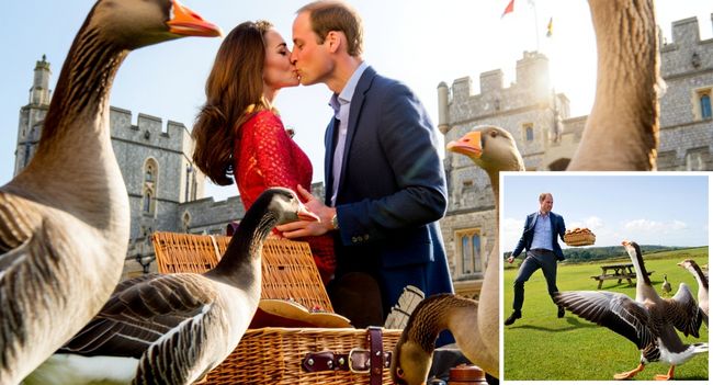 Dateline Windsor: The Great Picnic Chase! Who needs action movies when the royal family is out having a picnic? During a countryside picnic at Windsor, Prince William and Duchess Kate found themselves in the middle of what looked like a full-blown romantic comedy chase scene. Just as the couple settled in with their basket of muffins, a flock of mischievous geese stormed the field—wings flapping, feathers flying, chaos everywhere! Prince William? He bolted across the grass with the basket like it was the crown jewels, trying to save the baked goods. Meanwhile, Kate stole the show—completely calm, completely collected. She laughed, wrangled one of the geese like a pro, and even managed to lean in and kiss William right in the middle of the madness. Witnesses couldn’t stop laughing, calling it a “scene out of a rom-com,” while others crowned Kate the one true Goose Whisperer. It was silly, sweet, and perfectly them. Because if there’s one thing we’ve learned about William and Kate, it’s that no matter what—whether it’s canoe races, go-karts, or geese on the loose—they always turn life into a love story