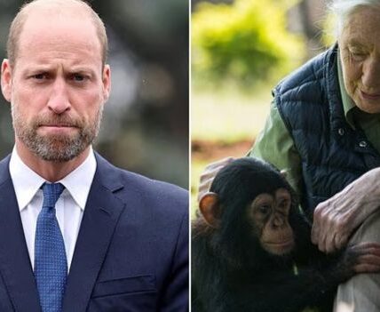“Prince William Honors ‘Extraordinary’ Jane Goodall in Emotional Tribute After Her Death at 91 – ‘She Challenged Us All to Make a Difference’” – The world has just lost an icon, when Jane Goodall – the legendary anthropologist and great conservationist – passed away at the age of 91. Amid the wave of grief, Prince William spoke up, paying emotional tribute to the woman he called “extraordinary.” In a solemn statement, William affirmed that Goodall “challenged us all to take action to make a difference,” a spiritual legacy that transcends time. Those words evoked the deep friendship between the Royal Family and Goodall, from warm encounters to global conservation projects. And in the moment of farewell, William’s gratitude not only represented his own pain, but also became the common voice of an entire generation that Jane Goodall had inspired.
