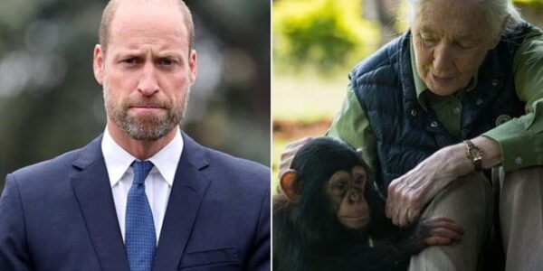 “Prince William Honors ‘Extraordinary’ Jane Goodall in Emotional Tribute After Her Death at 91 – ‘She Challenged Us All to Make a Difference’” – The world has just lost an icon, when Jane Goodall – the legendary anthropologist and great conservationist – passed away at the age of 91. Amid the wave of grief, Prince William spoke up, paying emotional tribute to the woman he called “extraordinary.” In a solemn statement, William affirmed that Goodall “challenged us all to take action to make a difference,” a spiritual legacy that transcends time. Those words evoked the deep friendship between the Royal Family and Goodall, from warm encounters to global conservation projects. And in the moment of farewell, William’s gratitude not only represented his own pain, but also became the common voice of an entire generation that Jane Goodall had inspired.