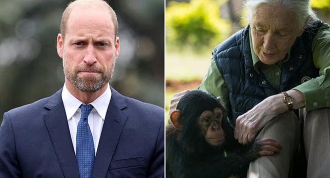 “Prince William Honors ‘Extraordinary’ Jane Goodall in Emotional Tribute After Her Death at 91 – ‘She Challenged Us All to Make a Difference’” – The world has just lost an icon, when Jane Goodall – the legendary anthropologist and great conservationist – passed away at the age of 91. Amid the wave of grief, Prince William spoke up, paying emotional tribute to the woman he called “extraordinary.” In a solemn statement, William affirmed that Goodall “challenged us all to take action to make a difference,” a spiritual legacy that transcends time. Those words evoked the deep friendship between the Royal Family and Goodall, from warm encounters to global conservation projects. And in the moment of farewell, William’s gratitude not only represented his own pain, but also became the common voice of an entire generation that Jane Goodall had inspired.