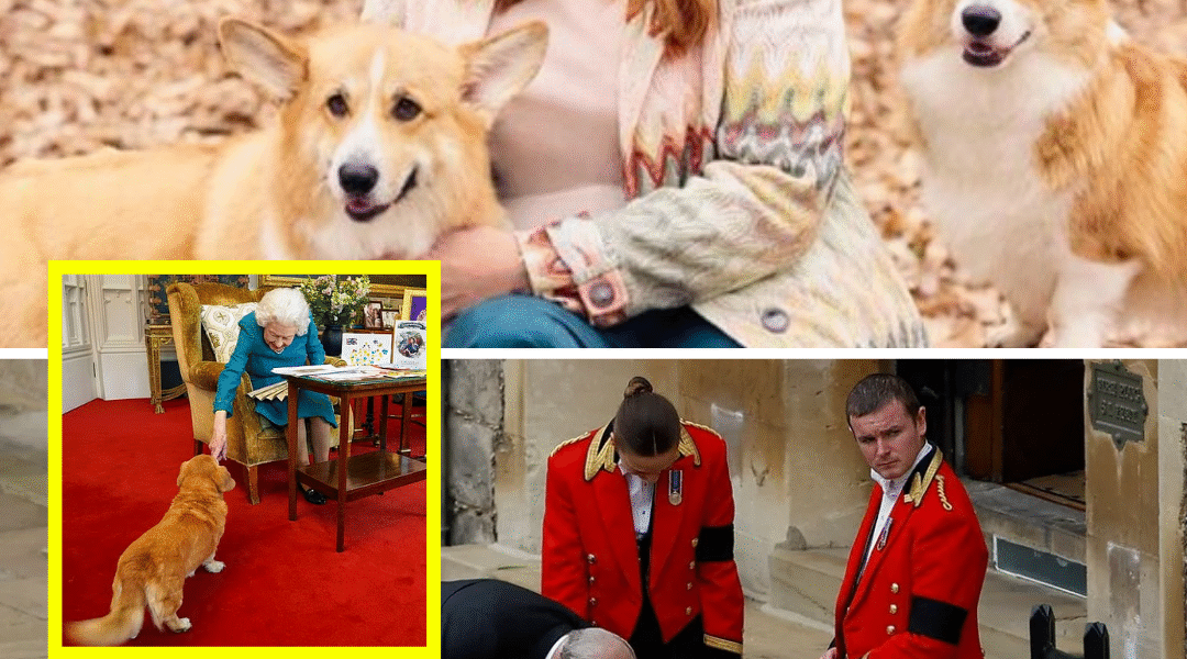 ROYAL REVEAL: Palace CONFIRMS Fate of Late Queen’s Beloved Corgis at Royal Lodge — “They’re In The Best Hands”