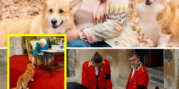 ROYAL REVEAL: Palace CONFIRMS Fate of Late Queen’s Beloved Corgis at Royal Lodge — “They’re In The Best Hands”