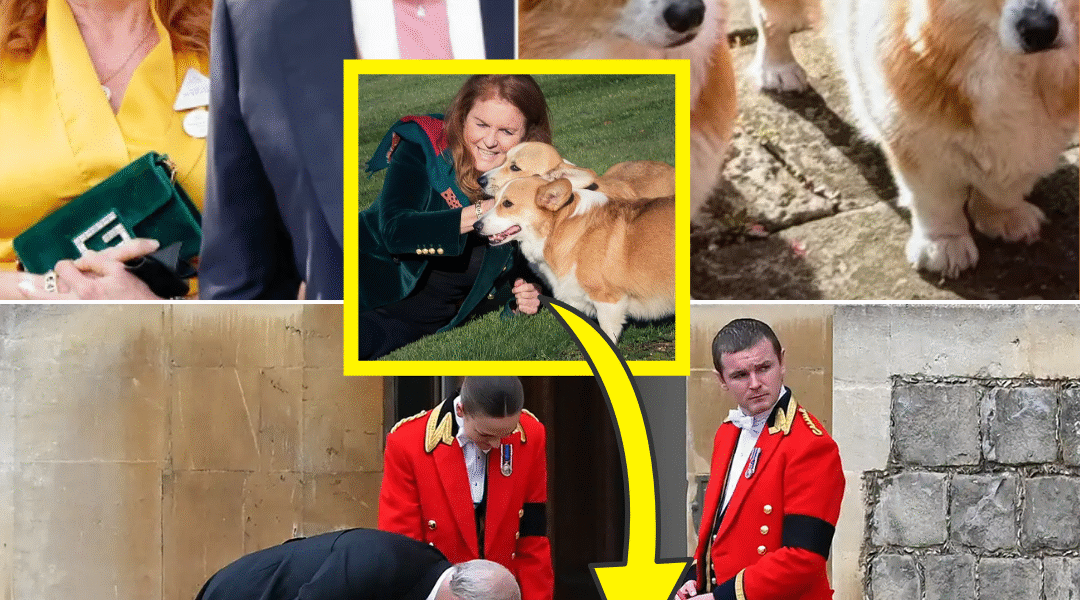 ROYAL UPDATE! — Palace Finally Reveals The FATE Of Queen Elizabeth’s Beloved CORGIS After Living With Prince Andrew & Sarah Ferguson