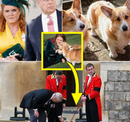 ROYAL UPDATE! — Palace Finally Reveals The FATE Of Queen Elizabeth’s Beloved CORGIS After Living With Prince Andrew & Sarah Ferguson ROYAL UPDATE! — Palace Finally Reveals The FATE Of Queen Elizabeth’s Beloved CORGIS After Living With Prince Andrew & Sarah Ferguson