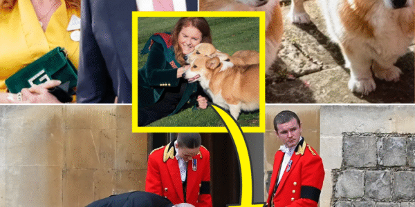 ROYAL UPDATE! — Palace Finally Reveals The FATE Of Queen Elizabeth’s Beloved CORGIS After Living With Prince Andrew & Sarah Ferguson