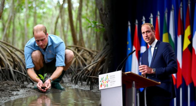 “William is truly a people’s king.”  On his second day in Brazil, HRH Prince William showed the world exactly what modern leadership looks like — not from a palace balcony, but from the muddy mangroves of Paquetá Island. By morning, the Prince of Wales rolled up his sleeves alongside local conservationists, helping restore the island’s fragile mangrove ecosystem — laughing, learning, and listening as he worked shoulder to shoulder with volunteers. Residents said he was “kind, curious, and completely genuine.”  And by evening, he stood before world leaders at the United for Wildlife Summit in Rio — delivering a powerful message that echoed far beyond the room:  “Environmental crime isn’t just a conservation issue — it’s a threat to global stability.” 🌎  From planting trees to confronting the global networks behind illegal wildlife trade, Prince William’s day was a masterclass in humility, compassion, and purpose. He didn’t just talk about change — he lived it. Locals called him “the people’s king,” and even longtime critics are praising his hands-on approach to leadership that bridges communities, conservation, and global action. This is what modern royalty looks like — grounded, global, and guided by impact, not image