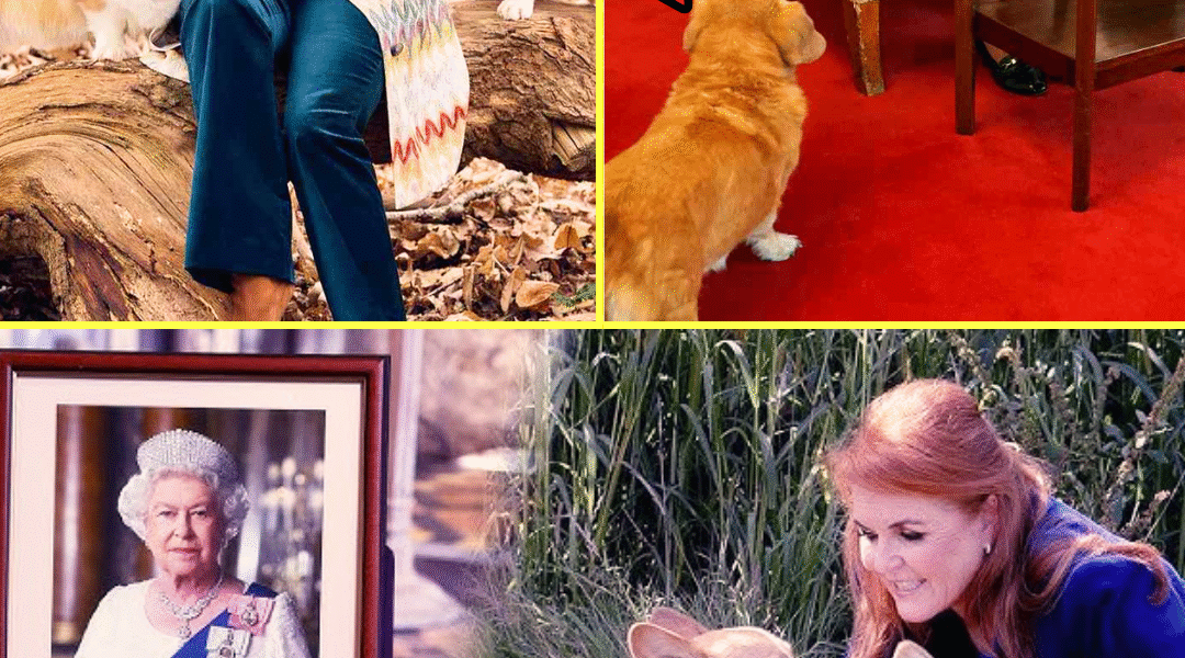 30 MINS AGO: The Fate of Late Queen’s Final Corgis That She Left To Fergie FINALLY SEALED After Andrew’s Title Strip and Royal Lodge Eviction 💥🔥 — Palace’s LATEST Announcement Leaves Everyone SPEECHLESS! 😱👇 30 MINS AGO: The Fate of Late Queen’s Final Corgis That She Left To Fergie FINALLY SEALED After Andrew’s Title Strip and Royal Lodge Eviction 💥🔥 — Palace’s LATEST Announcement Leaves Everyone SPEECHLESS! 😱👇