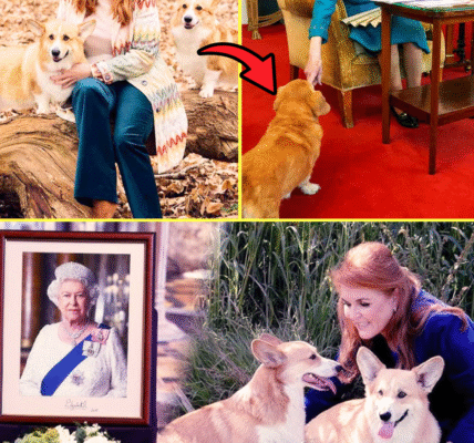 30 MINS AGO: The Fate of Late Queen’s Final Corgis That She Left To Fergie FINALLY SEALED After Andrew’s Title Strip and Royal Lodge Eviction 💥🔥 — Palace’s LATEST Announcement Leaves Everyone SPEECHLESS! 😱👇