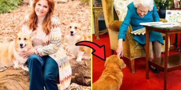 5 MINS AGO: The Queen’s Final Corgis’ Fate SHOCKS the Palace — What Fergie Just Did Has EVERYONE Talking! Drama erupts at Buckingham Palace again! After Prince Andrew was stripped of his title and faced banishment from Royal Lodge, the public thought Queen Elizabeth II’s last two corgis would be “relocated.” But just 30 minutes ago, the Palace made a surprise announcement that left the entire royal family speechless. Sarah Ferguson (Fergie) – who was entrusted with looking after the corgis after the Queen’s death – made what was described as a “heartfelt but bold” decision. According to insiders, Fergie refused to hand them over to the royal family, declaring: “I promise Her Majesty they will never leave this home.” The leak claims she has moved the dogs to a secret location in Scotland, where they “will live out the rest of their lives as symbols of freedom for Her Majesty.” A longtime palace servant revealed: “Charles didn’t expect her to do that – he was completely dumbfounded.” And what made the social media stir was the handwritten letter Fergie left in the Royal Lodge, with just one scribbled line that caused the royals to riot, fans to cry, and the public to ask only one question: Would Charles dare to order the return of the last two creatures that once slept at the Queen’s feet?