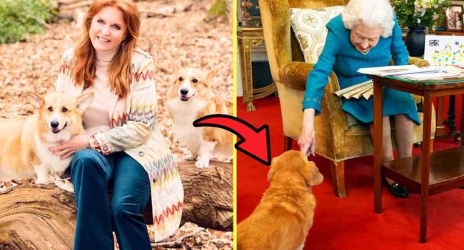 5 MINS AGO: The Queen’s Final Corgis’ Fate SHOCKS the Palace — What Fergie Just Did Has EVERYONE Talking! Drama erupts at Buckingham Palace again! After Prince Andrew was stripped of his title and faced banishment from Royal Lodge, the public thought Queen Elizabeth II’s last two corgis would be “relocated.” But just 30 minutes ago, the Palace made a surprise announcement that left the entire royal family speechless. Sarah Ferguson (Fergie) – who was entrusted with looking after the corgis after the Queen’s death – made what was described as a “heartfelt but bold” decision. According to insiders, Fergie refused to hand them over to the royal family, declaring: “I promise Her Majesty they will never leave this home.” The leak claims she has moved the dogs to a secret location in Scotland, where they “will live out the rest of their lives as symbols of freedom for Her Majesty.” A longtime palace servant revealed: “Charles didn’t expect her to do that – he was completely dumbfounded.” And what made the social media stir was the handwritten letter Fergie left in the Royal Lodge, with just one scribbled line that caused the royals to riot, fans to cry, and the public to ask only one question: Would Charles dare to order the return of the last two creatures that once slept at the Queen’s feet?