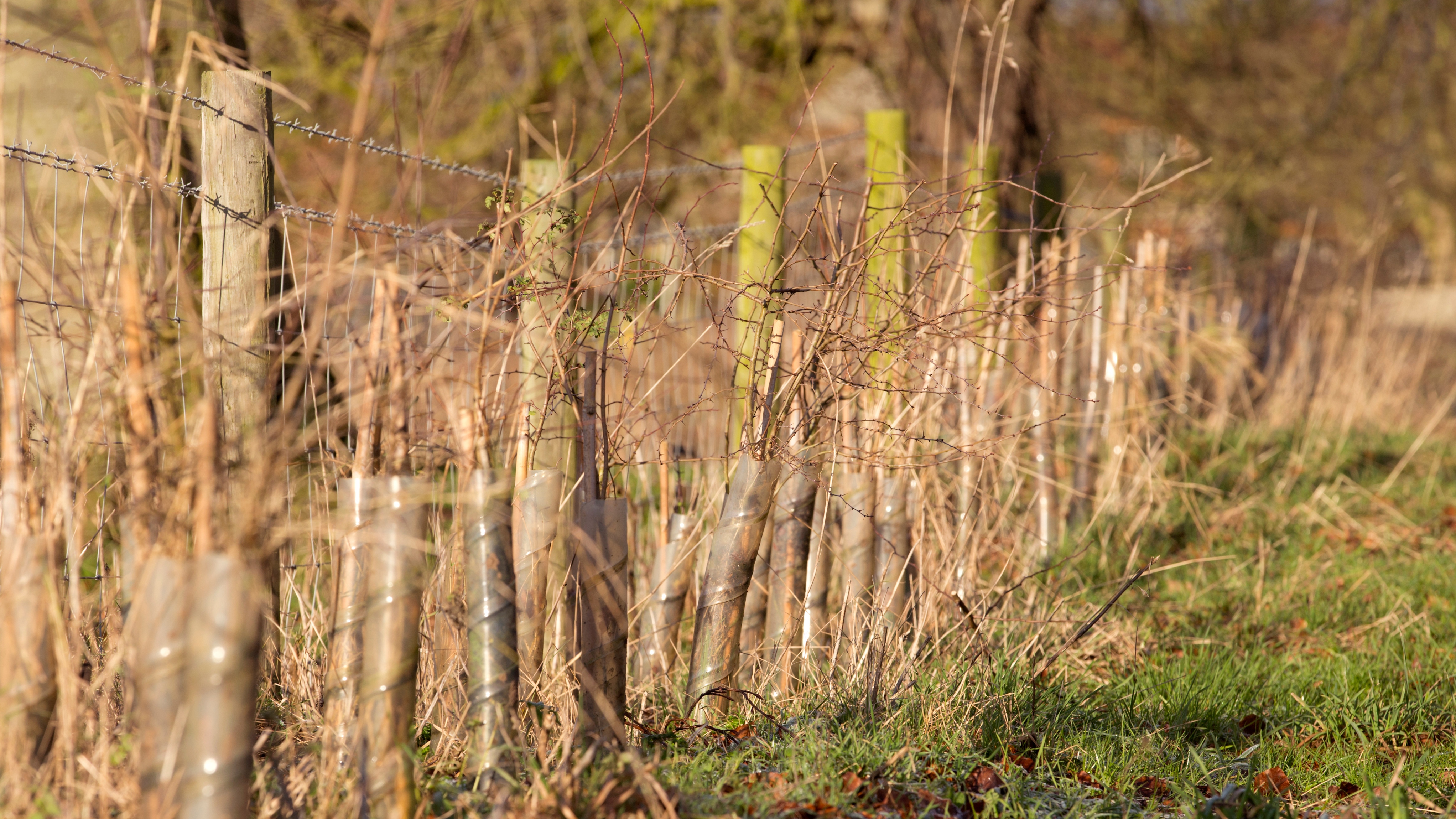 Saplings planted around the perimeter of the grounds of Anmer Hall on the Sandringham Estate on January 13, 2013