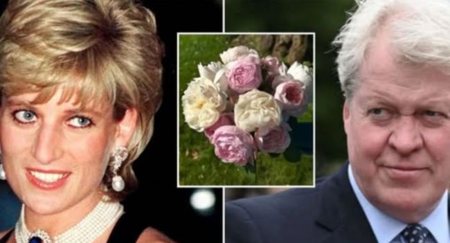 On a quiet morning at Althorp Estate, Earl Spencer walked alone down the willow-lined path to his sister’s resting place. The lake was still, the air heavy with memory. In his hands — 28 white flowers. One for each year since the world lost Princess Diana. As he laid them gently by her grave, he whispered, “Each bloom tells her story.” Each petal carried meaning — her courage against royal expectations, her laughter echoing through hospital halls, her heartbreak hidden behind that radiant smile. One flower for her compassion. One for her rebellion. One for the love she gave so freely, even when it broke her. No cameras. No fanfare. Just the sound of birds, the rustle of wind, and a brother’s devotion that time could never fade.