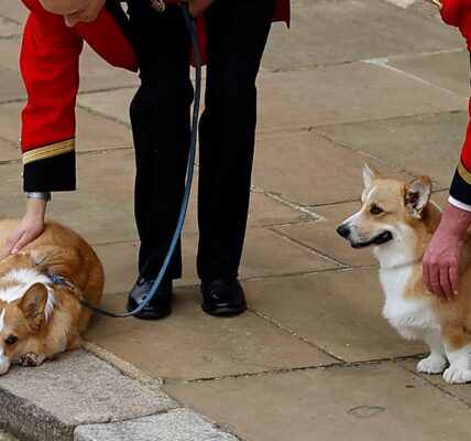 BREAKING: The Fate of Late Queen’s Final Corgis FINALLY SEALED As Fergie Prepares To FLEE UK For New £3.6m Seafront Mansion — Palace’s LATEST Announcement Leaves Everyone STUNNED! 😱👇 BREAKING: The Fate of Late Queen’s Final Corgis FINALLY SEALED As Fergie Prepares To FLEE UK For New £3.6m Seafront Mansion — Palace’s LATEST Announcement Leaves Everyone STUNNED! 😱👇