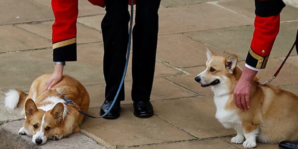 BREAKING: The Fate of Late Queen’s Final Corgis FINALLY SEALED As Fergie Prepares To FLEE UK For New £3.6m Seafront Mansion — Palace’s LATEST Announcement Leaves Everyone STUNNED! 😱👇