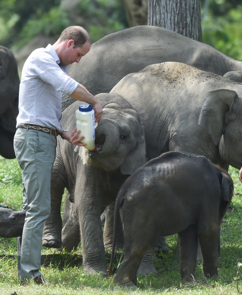 Prince William feeding a baby elephant