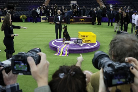 Penny the Doberman Pinscher and trainer Andy Linton pose for photos after winning best in show at the 150th Westminster Kennel Club dog show.