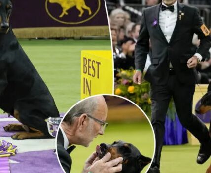 PENNY JUST STAMPED HER NAME ON WESTMINSTER 150! Out of roughly 2,500 dogs across 200+ breeds, a 4-year-old Doberman named Penny captured Best in Show and set the arena off. What makes it even bigger: the handler is Andy Linton — the same legend who last led a Doberman to this title back in 1989. Nearly 40 years later, it felt like history repeating itself under the Madison Square Garden lights. Meanwhile, runner-up Cota the Chesapeake Bay retriever still got huge love from the crowd — especially from retriever fans who are still waiting for their breed’s first-ever Westminster Best in Show.