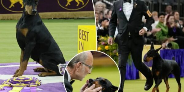 PENNY JUST STAMPED HER NAME ON WESTMINSTER 150! Out of roughly 2,500 dogs across 200+ breeds, a 4-year-old Doberman named Penny captured Best in Show and set the arena off. What makes it even bigger: the handler is Andy Linton — the same legend who last led a Doberman to this title back in 1989. Nearly 40 years later, it felt like history repeating itself under the Madison Square Garden lights. Meanwhile, runner-up Cota the Chesapeake Bay retriever still got huge love from the crowd — especially from retriever fans who are still waiting for their breed’s first-ever Westminster Best in Show.