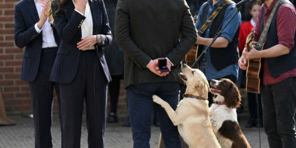 The dogs excitedly jumped on the gift, almost revealing the secret. You’ve never seen a future King like this! In a moment that’s going viral, Prince William completely broke royal protocol. –