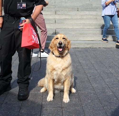 Meet Vail: The Metropolitan Museum of Art's Working Golden ...