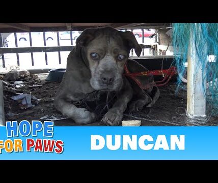A Blind Elderly Dog Survived in a Junkyard