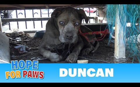 A Blind Elderly Dog Survived in a Junkyard A Blind Elderly Dog Survived in a Junkyard