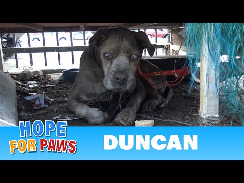 A Blind Elderly Dog Survived in a Junkyard A Blind Elderly Dog Survived in a Junkyard