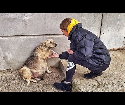 A Desperate Pregnant Dog Was Running Out of Time A Desperate Pregnant Dog Was Running Out of Time
