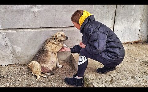 A Desperate Pregnant Dog Was Running Out of Time A Desperate Pregnant Dog Was Running Out of Time