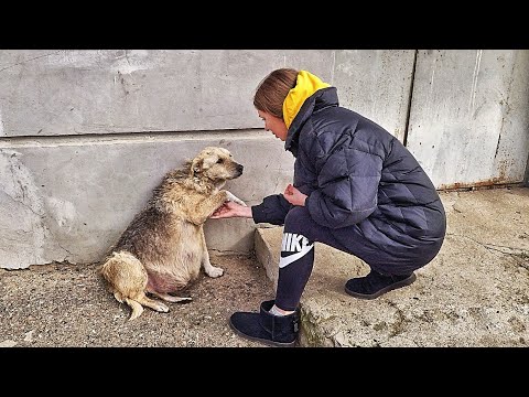A Desperate Pregnant Dog Was Running Out of Time A Desperate Pregnant Dog Was Running Out of Time