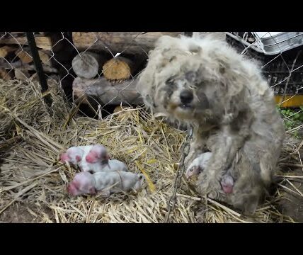 Chained Mother Dog Weeps Chained Mother Dog Weeps