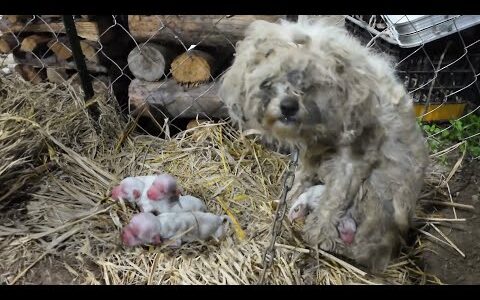 Chained Mother Dog Weeps Chained Mother Dog Weeps