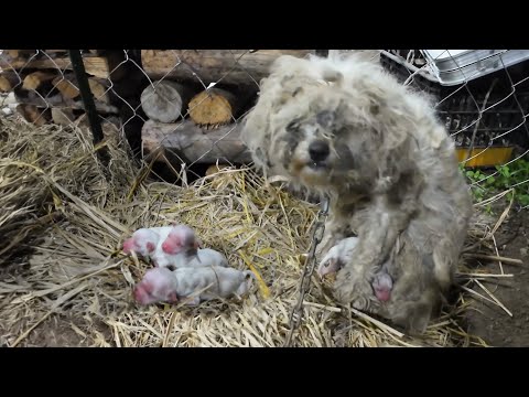 Chained Mother Dog Weeps Chained Mother Dog Weeps